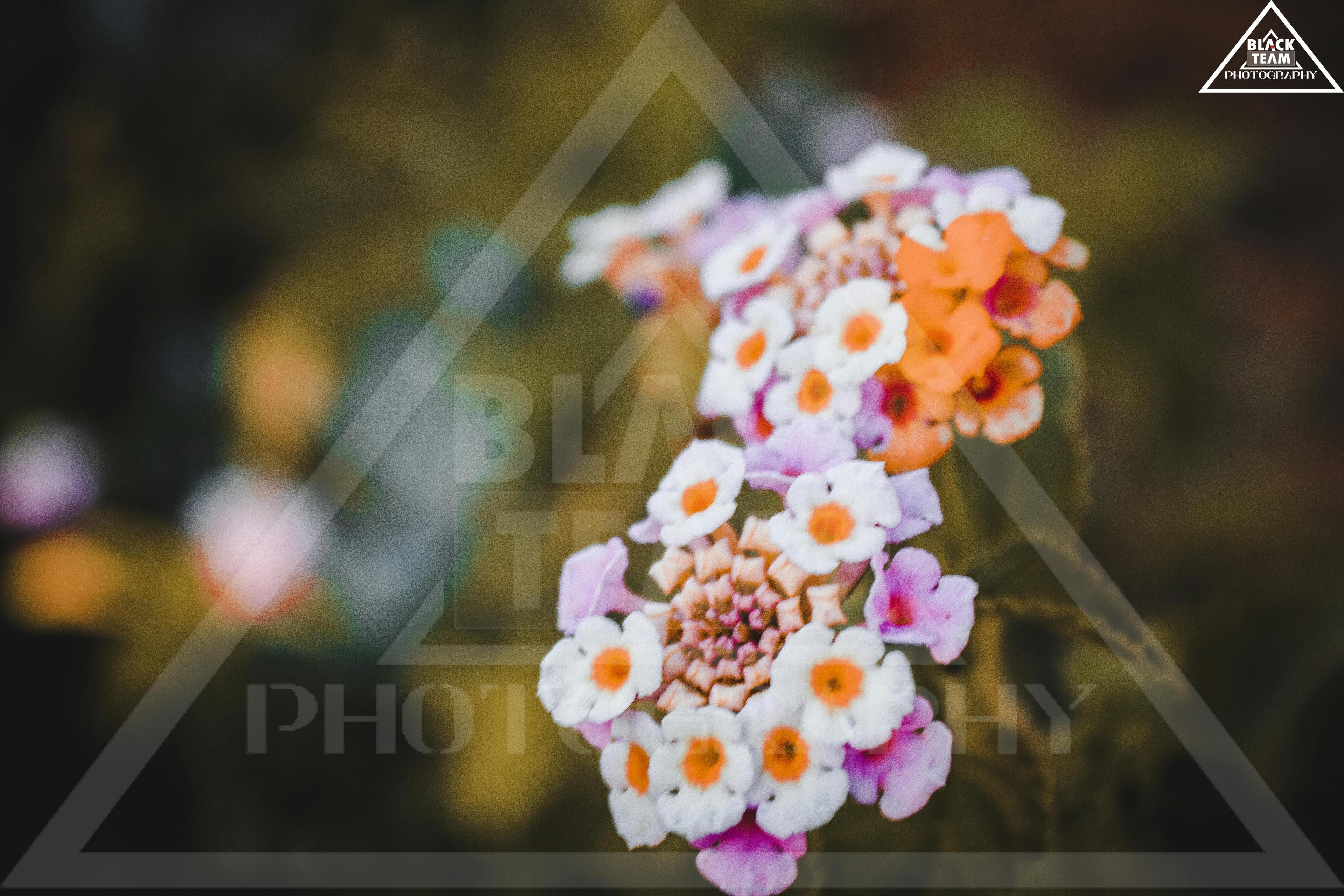 Business strategy consulting and management advisory